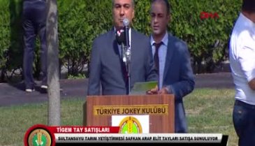 Şampiyon atın yavruları, rekor fiyatla satıldı
