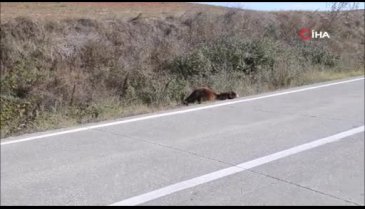Tekirdağ'da önce çarptı sonra ölüme terk etti