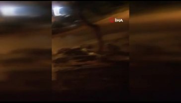 Bursa'da aç kalan domuzlar yine şehre indi