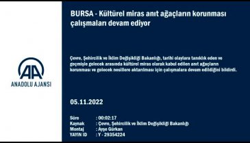 Bursa'nın anıt ağacını koruma çalışmaları devam ediyor
