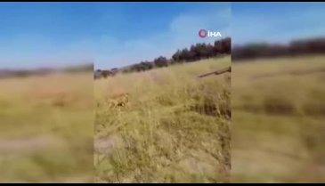 Bursa'da bu köpeği bulana kuzu hediye