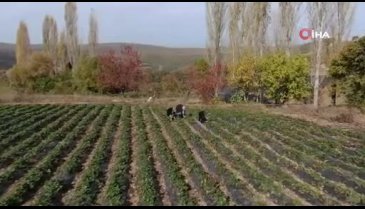 Bursa'da 40 haneli köy 7 ay boyunca çilek üretiyor