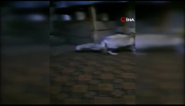 Osmaniye'de aç kalan tilki orman işçilerine sığındı