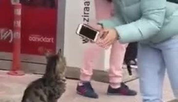 Alkış yapan kedi ilgileri üzerine çekiyor