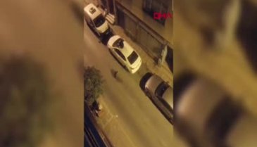İstanbul'da pitbull korkusu aracın üstüne çıkardı