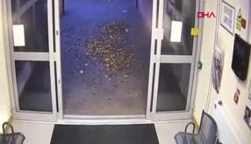 İngiltere'de sahibini kaybeden köpek polise başvurdu