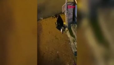 İstanbul'da bir kişi köpeği boğmaya çalıştı