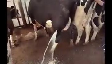 İneğin bacağından akan iltihabı görenler gözlerine inanamadı