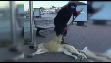 Bursa'da sokak köpeği ile Belediye çalışanının yürekleri ısıtan dostluğu