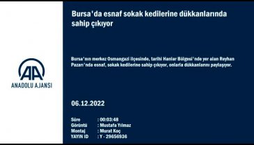 Bursa'da sokak kedilerine esnaf sahip çıkıyor