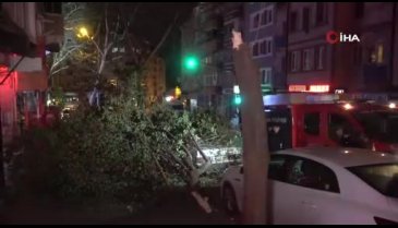 Bursa'da lodosun etkisiyle kırılan ağaç, park halindeki araçların üzerine devrildi