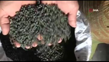 Bursa'da topladıkları meyvenin gram gram yağını çıkartıyorlar