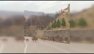 Tunceli'de dağ keçileri sürü halinde ilçe merkezine indiler