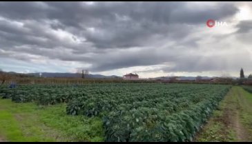 Bursa'dan sezonda 12 bin ton Brüksel lahanası ihraç ediliyor
