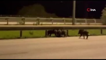İzmir'de karşıya geçmeye çalışan domuzlara otomobil çarptı