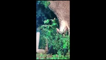 Zerrin Özer mezarlıkta şarkı söyledi