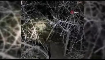 Bolu'da, dere kenarında mahsur kalan köpeğin imdadına itfaiye yetişti!