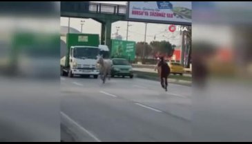 Bursa'da başıboş atlar yollarda tehlike saçıyor