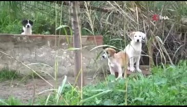 Bursa'da terk edilen yavru köpeklere site sakinleri sahip çıktı