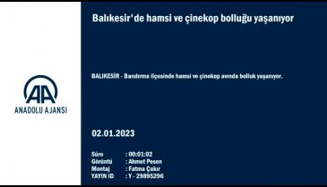 Balıkesir'de hamsi ve çinekop bolluğu