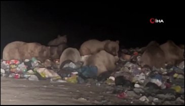Kars Sarıkamış'ta boz ayılar kış uykusuna yatmadı