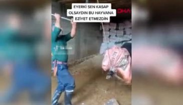 Mardin'de keseceği boğayı balyozla öldüren sanık hakkında karar verildi