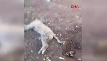 Diyarbakır'da evin köpeğinin başını kestiler