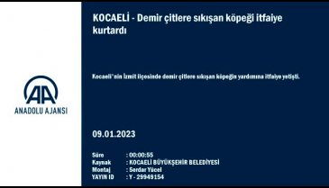 Kocaeli'de köpek demir çitlerin arasına sıkıştı