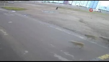 Bursa'da sokak köpeklerinin saldırısına uğrayan yaşlı kadın ölümden döndü