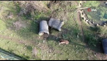 Bursa'da felç olan ayı, tedaviyle sağlığına kavuştu