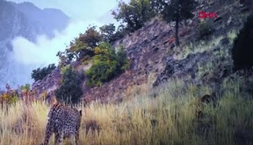 Bakan Kirişci: Anadolu Leoparı iki ayrı bölgemizde yeniden görüntülendi