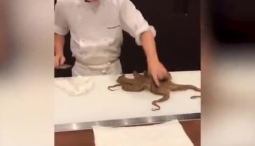 Şef ahtapotu canlı canlı kesti: Servis etti