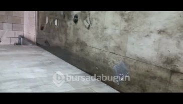 Bursa'da kar çilesi erken başladı