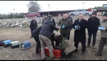 Bursa'da 60 ördek özgürlüğüne kavuştu -2