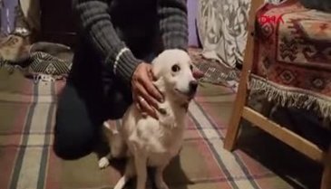 Bursa'da yolda bulduğu engelli köpeğe, yürüteç yaptı
