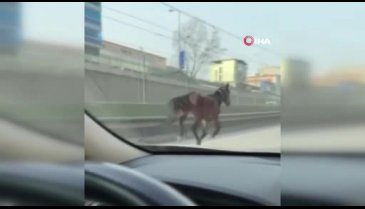 Bursa'da başıboş atlar tehlike saçıyor