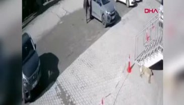 Uyuyan köpeğe taş atarak saldırdı!