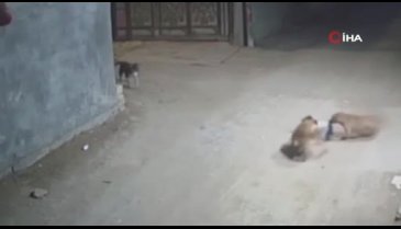 Irak'ta sokak köpekleri bebeğe saldırdı!