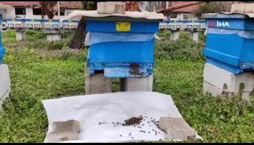 Bursa'da toplu arı ölümleri yaşanıyor
