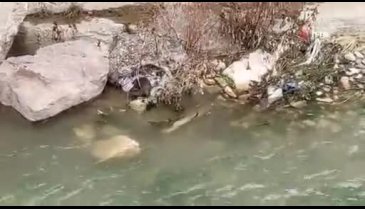 Nesli tehlike altındaki su samuru Gümüşhane'de görüntülendi