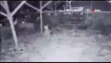Bursa'da ahıra giren kurt, koyunlara saldırdı