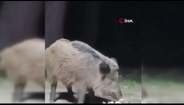 Bursa'da aç kalan domuzlar şehir merkezine indi