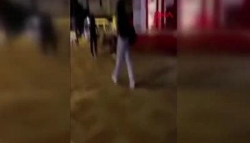 Antalya'da servis şoförünün cinsel saldırıyla suçlandığı köpek bulundu