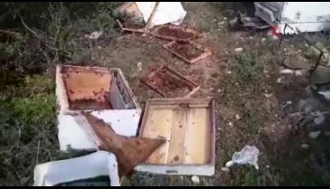 Bursa'da aç kalan ayı arı kovanlarını parçaladı