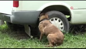 Bursa'da köpeklerin nefes kesen eğitimi