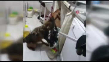 Bursa'da yaralı tilki bir eve sığındı