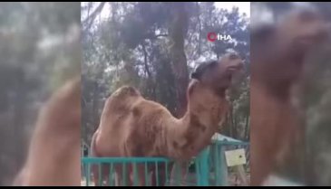 Denizli'de korkutan olay! Deve, minik çocuğun kafasını ağzına alıp havaya kaldırdı
