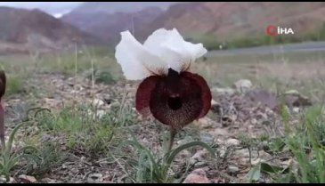 Erzurum'da "kurt kulağı" çiçekleri açtı