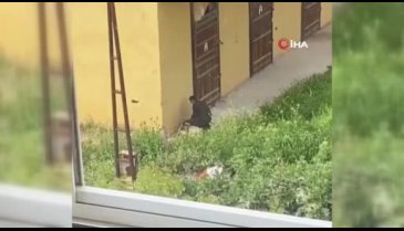 İzmir'de köpeğe işkence anbean kamerada