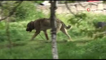 Kayseri'de sokak köpeği deşeti: Önce çocuğu ısırdı sonra bir köpeği boğdu